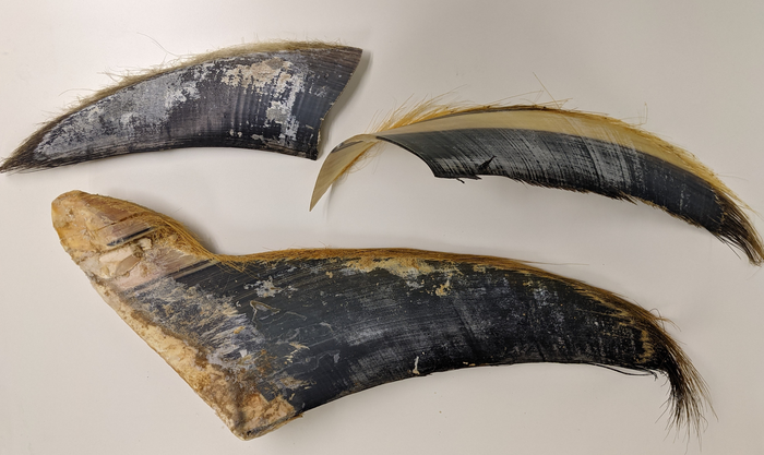 baleen whalebone